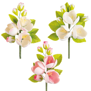  Frangipani bielo-ružová 11158