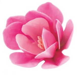 Oblátkova Magnólia 6ks / 1 balenie /