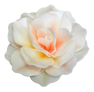 Ruža pastella - tieňovaná lososovo-žtá 12,5cm