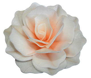 Ruža pastella - tieňovaná lososová 12,5cm