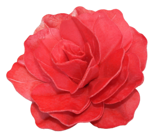 Ruža pastella - červená 12,5cm