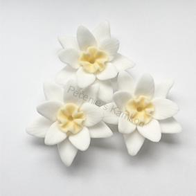 Lekno bieložlté 3ks